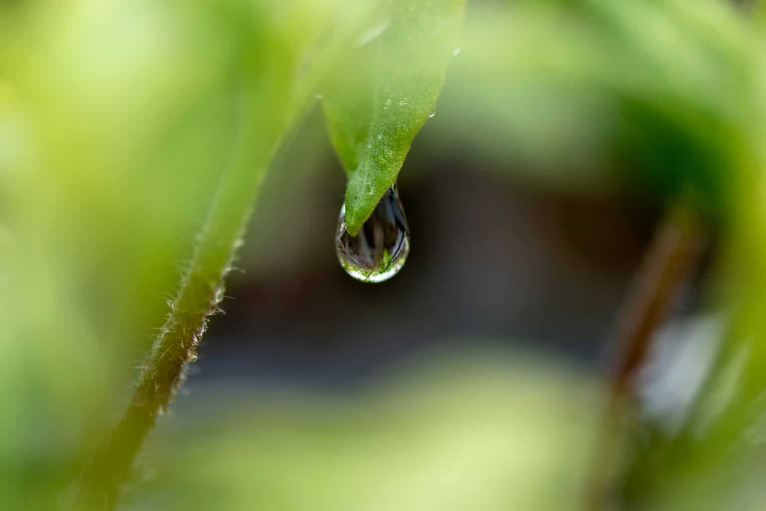 Makroaufnahme eines Wassertropfens auf einem Blatt; symbolisch für die Zerbrechlichkeit und gleichzeitige Widerstandsfähigkeit, die durch psychologisches Coaching von Kindheitstraumata gestärkt werden kann.